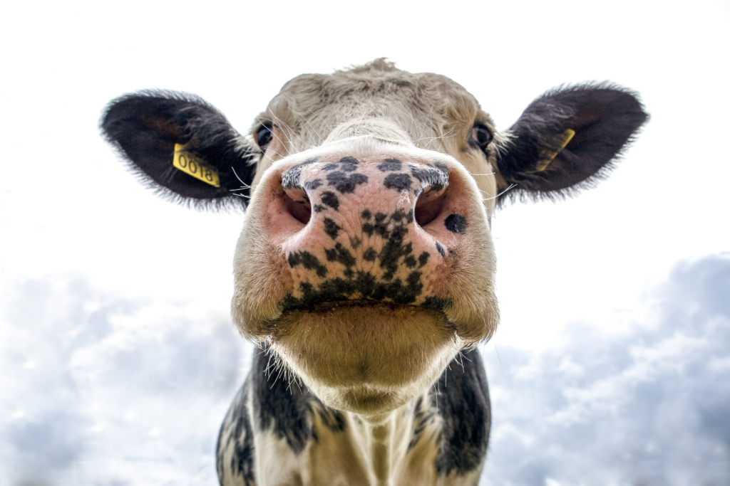 Cow close-up